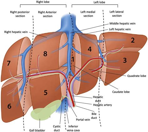 Anatomy of liver. Adapted from Orcutt et al. [29]. | Download ...