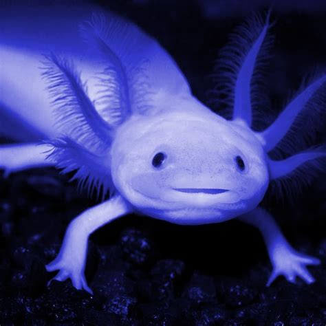 Blue Axolotl - YouTube