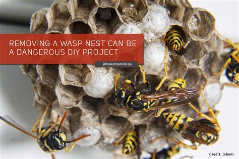 Why DIY Wasp Nest Removal is a Risky Business | JDM Pest Control