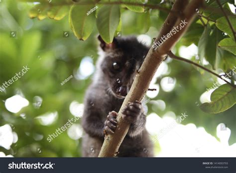 Civet Images, Stock Photos & Vectors | Shutterstock