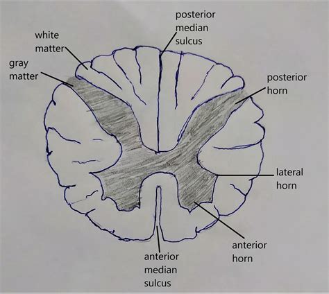 Draw a cross section of the spinal cord, and label the specific gray matter components and white ...