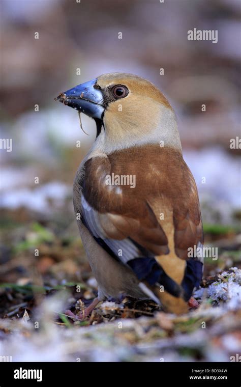 Breeding plumage male hawfinch hi-res stock photography and images - Alamy