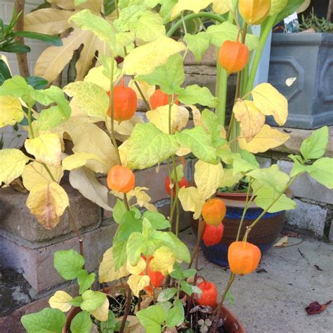 Physalis, Physalis in GardenTags plant encyclopedia