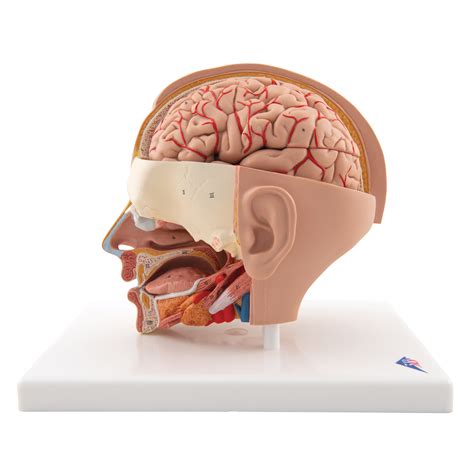 Anatomical Teaching Models - Plastic Anatomy Models - Head Model with 4-Part Brain