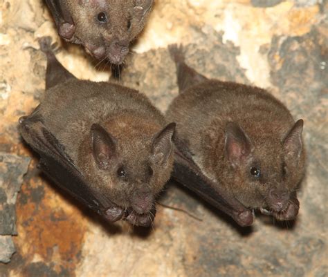 Bats evolved diverse skull shapes due to echolocation, diet | UW News