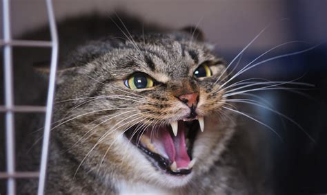 How To Stop Aggressive Cat Behavior | Skoon Cat Litter