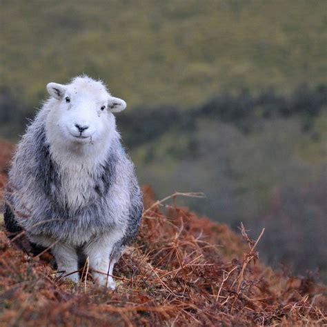 On this week’s installment of ‘Weird Sheep Breeds’, we have a domestic breed, native to Cumbria ...