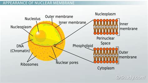 Nuclear Membrane In Plant Cell