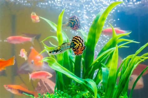 21 Best Guppy Tank Mates That Are Easy to Keep! - Fish Tank Master