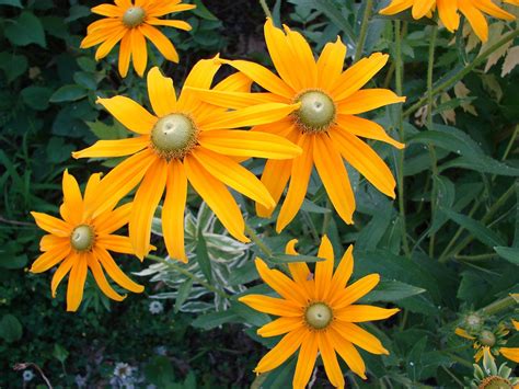 Rudbeckia Hirta Flower Bloom - Free photo on Pixabay - Pixabay