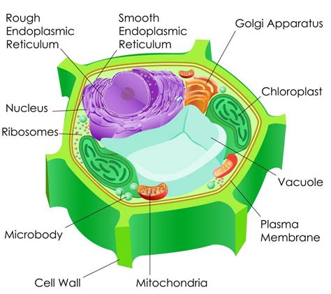 In Cell Biology, what are Vesicles? (with picture)