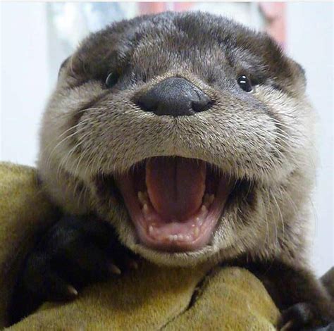 happy otter : r/Eyebleach