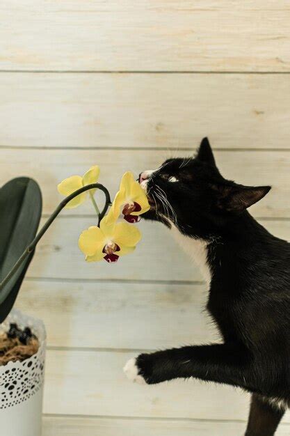 Premium Photo | Portrait of a cat with a flower