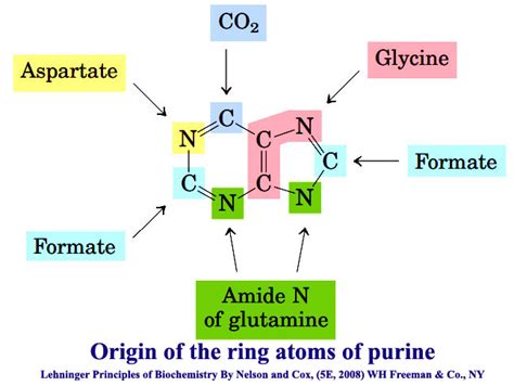 Pyrimidine Nucleotide Structure