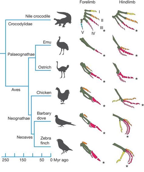 Divergent evolution of birds - homologous structures of wings and feet ...