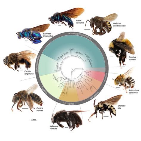 Meet the bee relatives: What can phylogenies teach us about bee ...