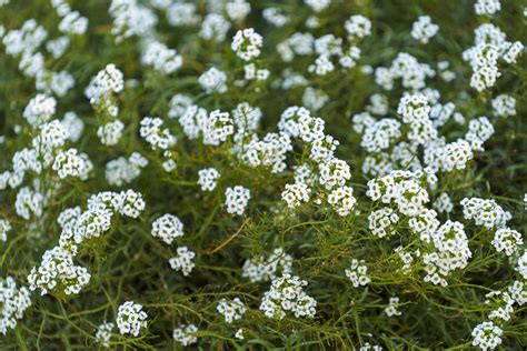 Alyssum marine white flowers on a flower bed 10333601 Stock Photo at ...