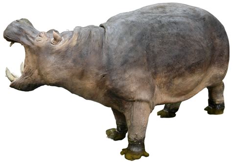 Hippo PNG transparent image download, size: 800x562px