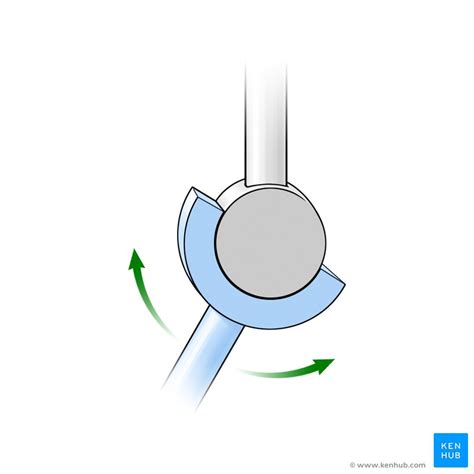 Hinge joint: Anatomy, classification and function | Kenhub