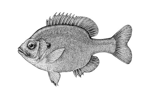 Draw a Fish: Pen and Ink Drawing with Digital Painting