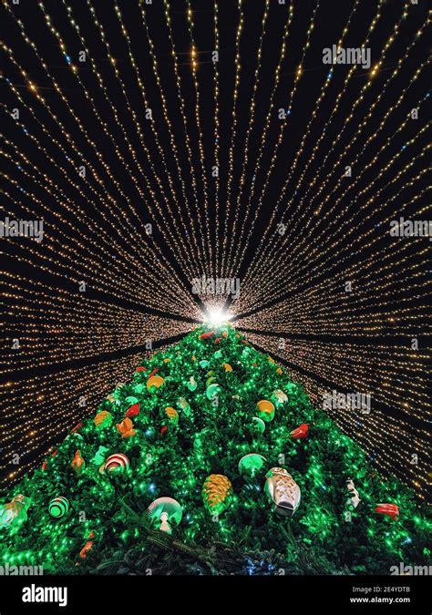 The main Christmas tree of Ukraine Stock Photo - Alamy