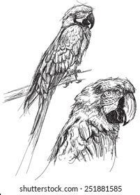 Macaw sketch Images, Stock Photos & Vectors | Shutterstock