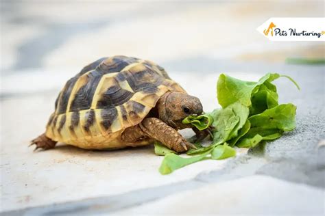 This Is How To Take Care Of A Baby Turtle - Pets Nurturing