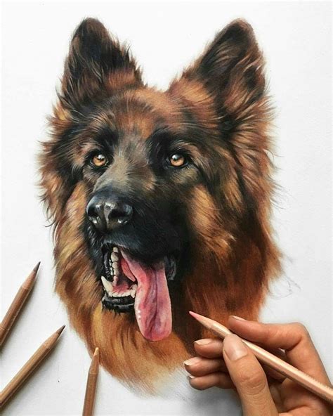 Beautiful work by Patricia Otero - Canine & animal Portraits instagram ...