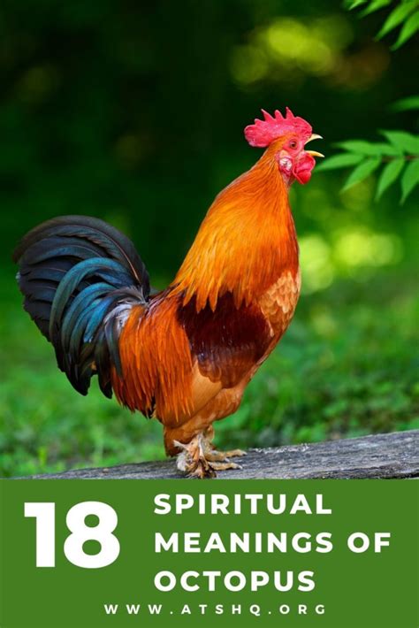 Rooster Symbolism: 18 Spiritual Meanings Of Rooster