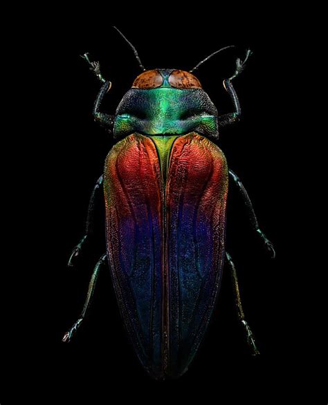 Macro Insect Shots Made Of 10,000 Separate Photos With A Microscope Lens | DeMilked