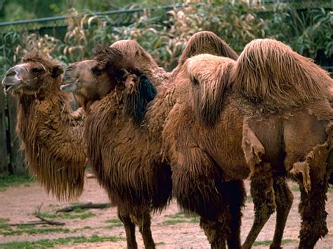 Camel Pictures and Facts: Bactrian Camels