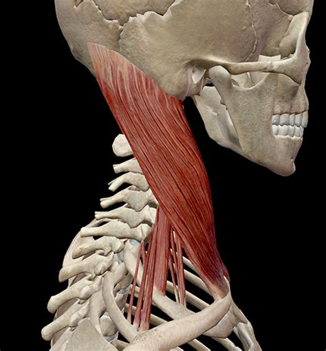 Learn Muscle Anatomy: Scalene Muscles and Other Neck Anatomy