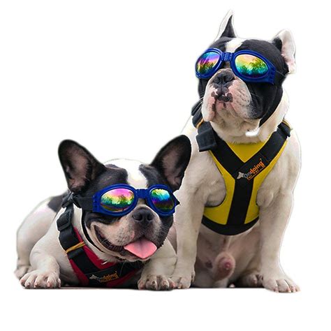 Amazon.com : Doggles Googles for Mid & Big Dogs from Perla & Gaius ...