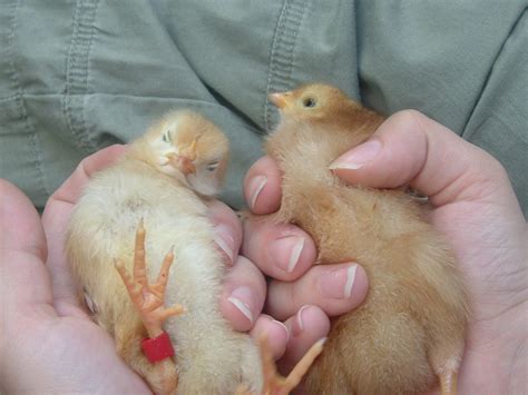 Baby Chickens Free Stock Photo - Public Domain Pictures