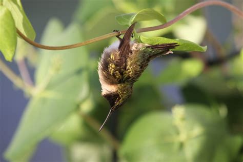 Hummingbird in Torpor - FeederWatch