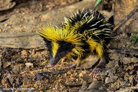 Photograph lowland streaked tenrec , andasibe by Arto Hakola on 500px | Unique animals