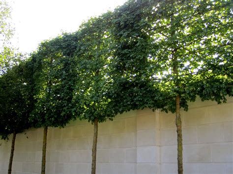 Privacy Fence: 3 Tips to Create a Green Screen – FastGrowingTrees.com