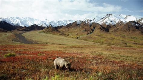 Denali National Park Wallpapers - Top Free Denali National Park ...