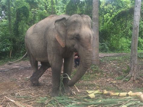 Cambodia Wildlife Sanctuary (Anlong Veng) : 2021 Ce qu'il faut savoir pour votre visite ...