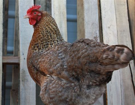 Bielefelder Chickens and Hatching Eggs for Sale | Chickens, Eggs for sale, Hatching eggs