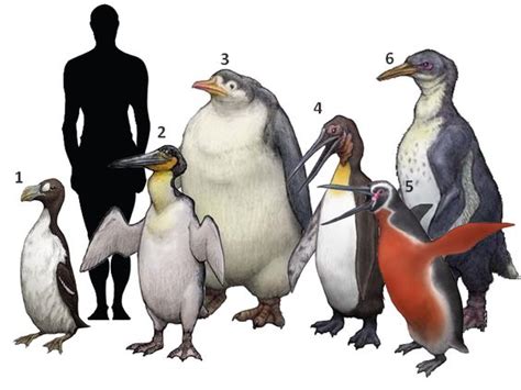 1. Pinguinus impennis 2. Waimanu manneringi 3. Pachydyptes ponderosus 4. Icadyptes salasi 5 ...