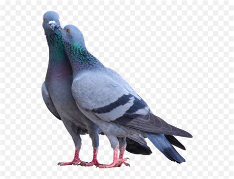 Pigeon Pictures Png Image - Beautiful Pigeons Emoji,Pigeon Emoji - free ...