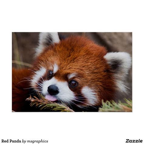 Red Panda Poster | Zazzle.com | Red panda, Cute animals, Red panda cute