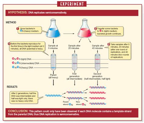 The Meselson Stahl Experiment. | Learn Science at Scitable