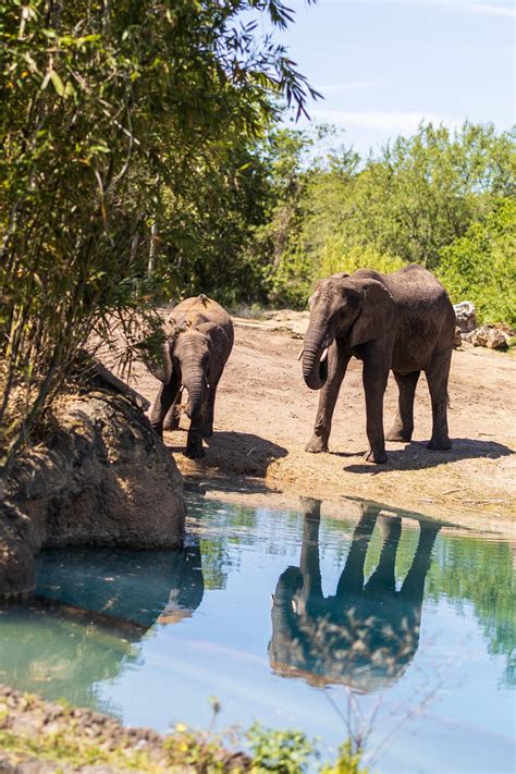 Love seeing the elephants at the Kilimanjaro safari! What are your ...