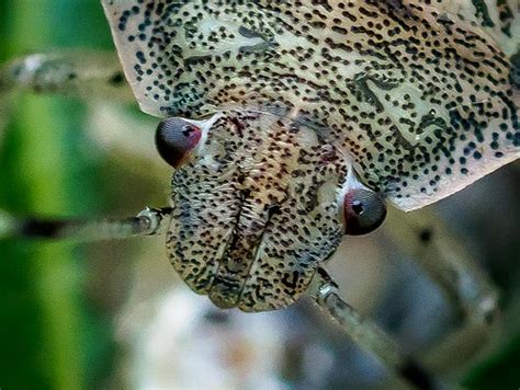 Close-up of a nymph of Pentatomidae family | Istanbul / Turk… | Esin Üstün | Flickr