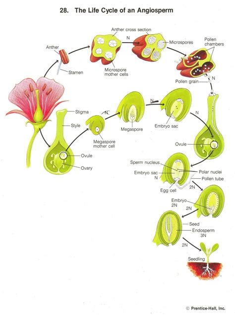 Angiosperm Life Cycle | 1000 | Biology plants, Life cycles, Botany