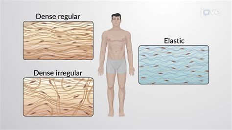 Dense Connective Tissue - Concept | Anatomy and Physiology | JoVe