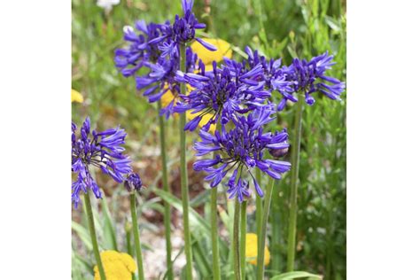 The best Agapanthus to grow at home | Living North