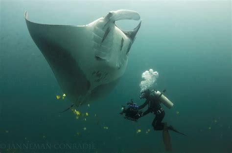 Giant manta ray muscles reveal feeding behaviours - School of Biomedical Sciences - University ...